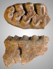 rsz_165733anancuskompletsivoozzadje