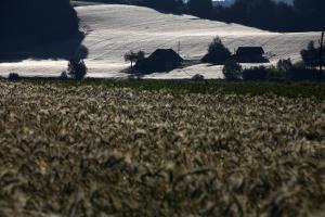 Polje-sence-RDO-2011